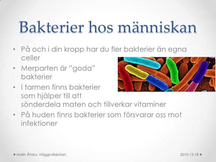 vad är bakterier vad är bakterier
